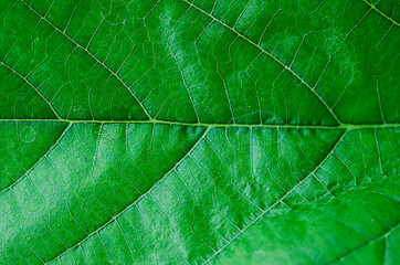 macro texture backgrounds with green leaf