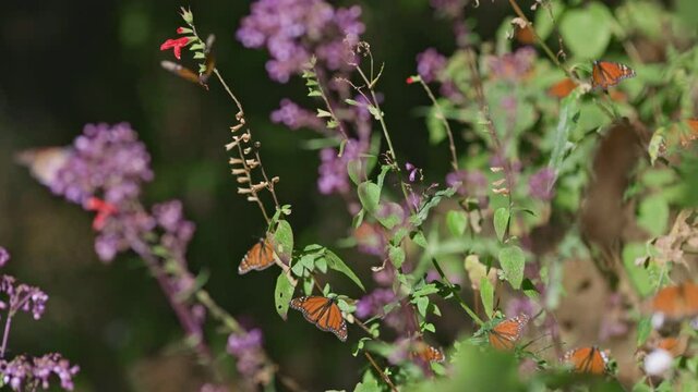 Monarch butterfly biosphere reserve in Mexico. Lot of butterflies fly and sit on the flowers. Slow motion shot, 4K