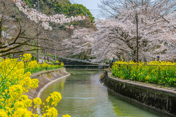 Fototapeta premium 京都の山科疏水の桜