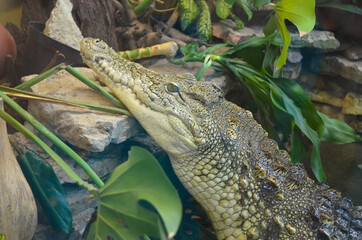 Crocodile close-up in the zoo of St. Petersburg, Russia