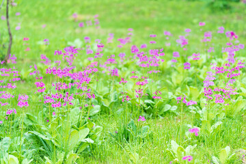 Fototapeta premium 花