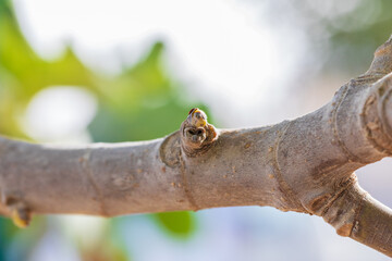 Tree bud on blurred background