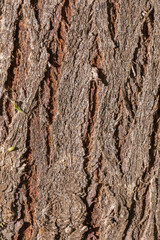 Vertical bark background