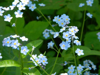 forget me not