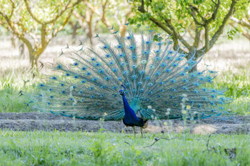 Obraz premium Pavo real desplegando su plumaje en época de apareamiento