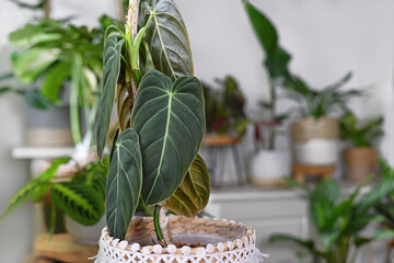 Close up of leaf of tropical 'Philodendron Melanochrysum' houseplant with other plants in background