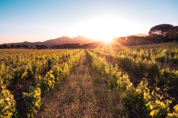 Sunrise over vineyard in Corsica