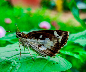 butterfly on a flower