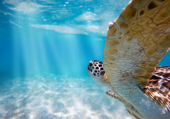 Meeresschildkröte ganz nah beim Tauchen im Meer unter Wasser