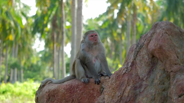 The monkey Macaca mulatta sits on a stone against a background of green foliage,