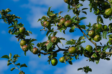 Ein Ast mit reifenden Äpfeln im Sommer an einem Apfelbaum vor blauen Himmel