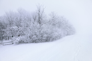 Nature reserve in the winter . Trees in the forest covered by snow . Cold Season Scenery 