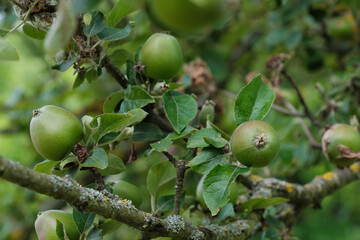 Zweig mit noch grünen unreifen Äpfeln in einem Apfelbaum im Sommer