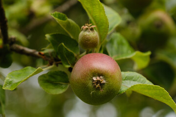 Ein Apfel reift im Sommer an einem Apfelbaum