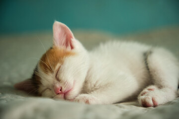 beautiful tricolor little pet kitten