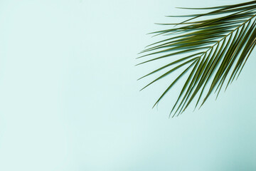Fototapeta na wymiar Branch of a palm tree on a light blue background. Summer wallpaper. Banner. Flat lay, top view