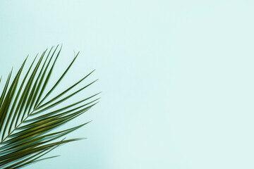 Branch of a palm tree on a light blue background. Banner. Flat lay, top view