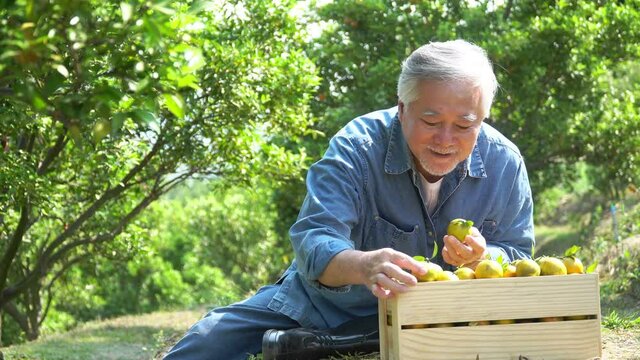 Happy senior man farmers sit sorting Orange after picking them in the Orange orchard.Concept of agricultural crops