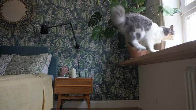 Jumping cat slow motion. Jumping cat. Domestic cat jumps on the window in the room. 