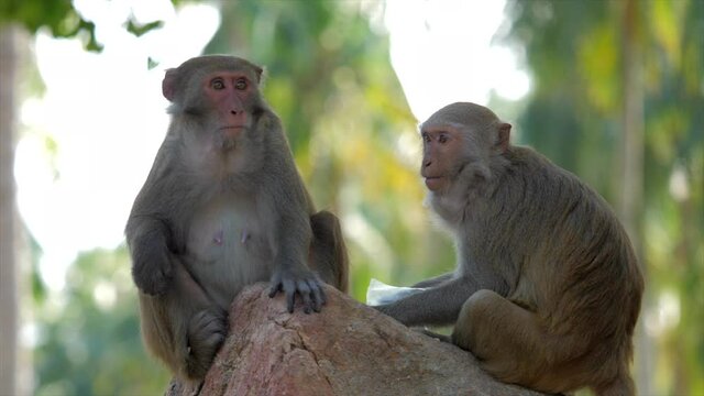 Cute monkey takes green apples from the hands of a woman, eats. 