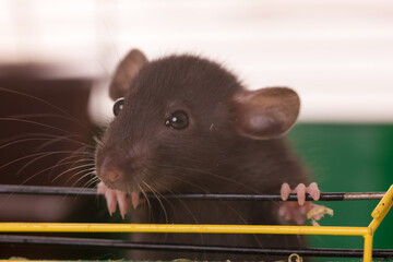baby rat close up