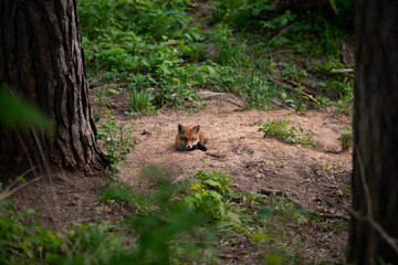 Naklejka na ściany i meble lying red fox in the sand in the forest with open eyes looking directly into the camera. Portrait of a baby fox.