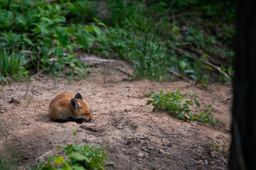 red fox (Vulpes Vulpes) lies in the woods in the sand next to the cave. Green grass in the background.