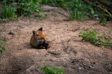 red fox (Vulpes Vulpes) lies in the woods in the sand next to a cave with crossed black paws. Green grass in the background.