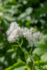 モミジカラマツ