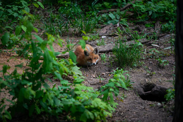 The red fox (vulpes vulpes) lies in the sand in the forest among green trees on green grass. Portrait of a baby boy. View directly in the camera.