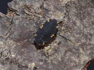 Endomychus coccineus false ladybird larva