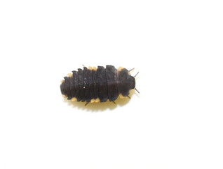 Endomychus coccineus false ladybird larva isolated on white background