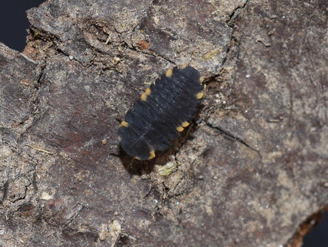 Endomychus coccineus false ladybird larva