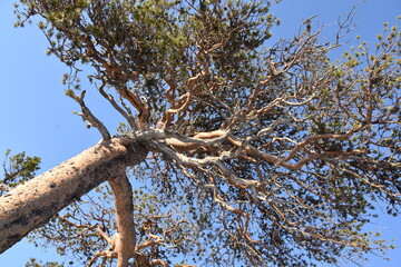 Looking upwards a pine tree Pinus sylvestris canopy and blue sky