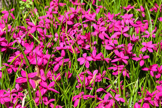 Rhodohypoxis milloides 'Claret' a flowering bulbous plant with a pink red springtime flower commonly known as spring starflower, stock photo image