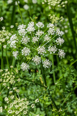 Fototapeta premium Oenanthe crocata the most poisonous plant found in the UK which has a white spring summer wildflower weed and commonly known as Hemlock Water Dropwort, stock photo image