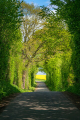Fototapeta premium road through a tree tunnel with yellow rapeseed in the background