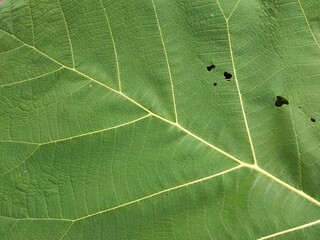 green leaf texture