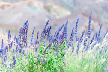 Lavender Blue Spear or lavender canariensis flowers. Cold tone background. 