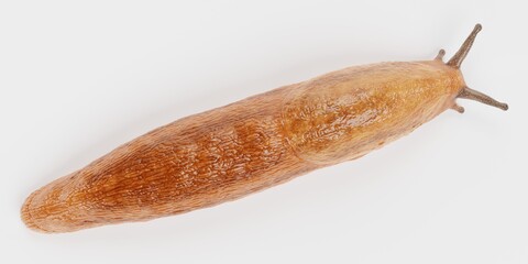 Realistic 3D Render of Dusky Arion - Slug