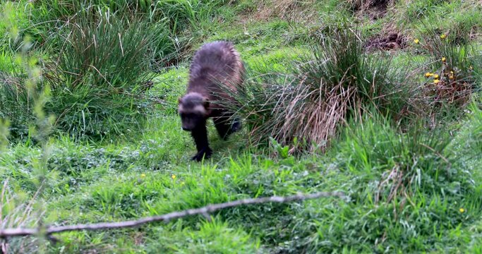 wolverine, Gulo gulo, walking through dense grass towards camera.