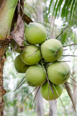 Closed up fresh young coconut branch in the orchard over blur natural background