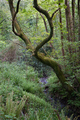 twisted tree above a small river 