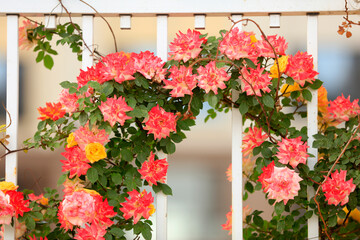 In the summer, rose is blooming