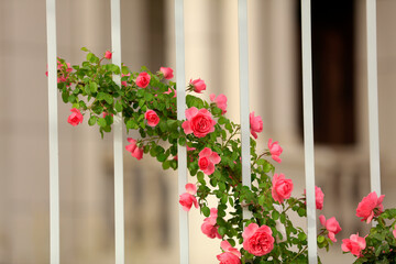 In the summer, rose is blooming