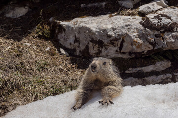 portrait of marmots in the rocks, in the snow and in a flowery meadow