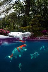 Koi fish in pond swimming and relaxing  duribg a sunny day