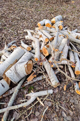 Felled trees. Deforestation concept. Pile of wooden logs, big trunks of tall trees cut and stacked