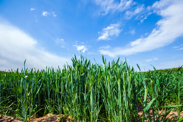 Wheat is growing in the field ,The wheat fields are under the blue sky and white clouds