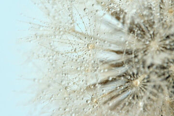 Macro detail photo of beautiful dandelion flower with small rain drops